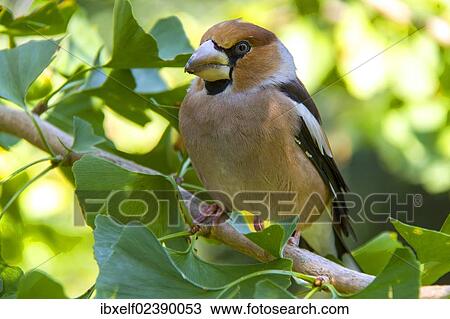 "Hawfinch (Coccothraustes coccothraustes), female, perched on a Ginkgo tree, Genthin, Saxony-Anhalt, Germany, Europe" View Large Photo Image Stock Image - "Hawfinch (Coccothraustes coccothraustes), female, perched on a Ginkgo tree, Genthin, Saxony-Anhalt, Germany, Europe". Fotosearch