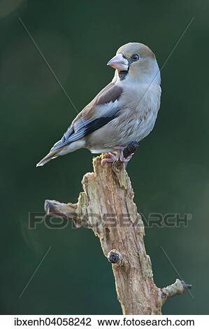 Stock Image - "Hawfinch (Coccothraustes coccothraustes), Emsland, Lower Saxony, Germany, Europe". Fotosearch
