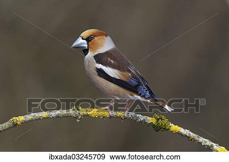 "Hawfinch (Coccothraustes coccothraustes), male, perched on a branch covered in lichen, Neunkirchen, Siegerland, North Rhine-Westphalia, Germany, Europe" View Large Photo Image Stock Photo - "Hawfinch (Coccothraustes coccothraustes), male, perched on a branch covered in lichen, Neunkirchen, Siegerland, North Rhine-Westphalia, Germany, Europe". Fotosearch