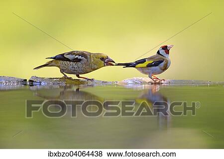 "Hawfinch (Coccothraustes coccothraustes), young bird plucking tail of a Goldfinch (Carduelis carduelis), Kiskunsag National Park, Hungary, Europe" View Large Photo Image Stock Photo - "Hawfinch (Coccothraustes coccothraustes), young bird plucking tail of a Goldfinch (Carduelis carduelis), Kiskunsag National Park, Hungary, Europe". Fotosearch