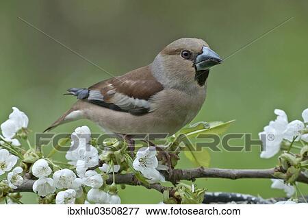 "Hawfinch (Coccothraustes coccothraustes), female perched on a flowering cherry branch, Untergroningen, Abtsgmuend, Baden-Wurttemberg, Germany, Europe" View Large Photo Image Stock Photo - "Hawfinch (Coccothraustes coccothraustes), female perched on a flowering cherry branch, Untergroningen, Abtsgmuend, Baden-Wurttemberg, Germany, Europe". Fotosearch