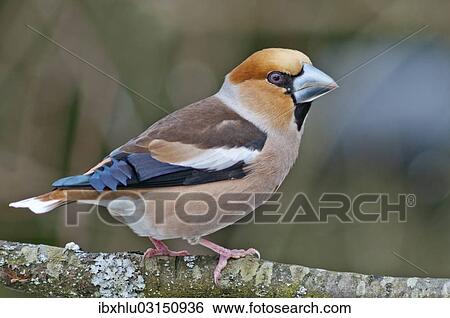 "Hawfinch (Coccothraustes coccothraustes), male, Untergroningen, Abtsgmuend, Baden-Wurttemberg, Germany, Europe" View Large Photo Image Stock Photograph - "Hawfinch (Coccothraustes coccothraustes), male, Untergroningen, Abtsgmuend, Baden-Wurttemberg, Germany, Europe". Fotosearch