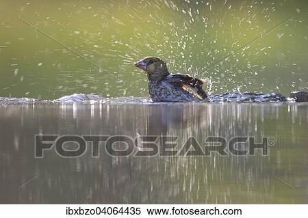 "Hawfinch (Coccothraustes coccothraustes), young bird, bathing, Kiskunsag National Park, Hungary, Europe" View Large Photo Image Stock Photography - "Hawfinch (Coccothraustes coccothraustes), young bird, bathing, Kiskunsag National Park, Hungary, Europe". Fotosearch