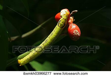 Stock Photo - "Hawk moth larva (Sphingidae), Tangkoko Batuangus Nature Reserve, Sulawesi, Indonesia, Asia". Fotosearch