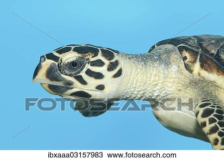 "Hawksbill sea turtle (Eretmochelys imbricata), Red Sea, Hurghada, Red Sea Governorate, Egypt, Africa" View Large Photo Image Stock Image - "Hawksbill sea turtle (Eretmochelys imbricata), Red Sea, Hurghada, Red Sea Governorate, Egypt, Africa". Fotosearch