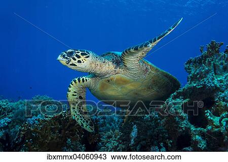 "Hawksbill Sea Turtle (Eretmochelys imbricata), Philippines, Asia" View Large Photo Image Stock Image - "Hawksbill Sea Turtle (Eretmochelys imbricata), Philippines, Asia". Fotosearch
