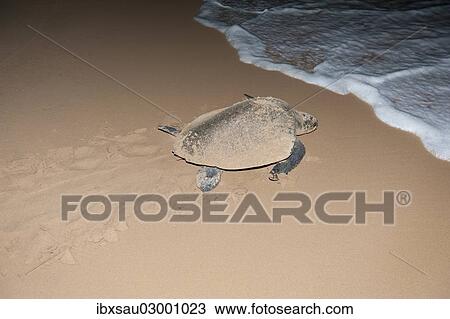 "Hawksbill sea turtle (Eretmochelys imbricata) leaving the beach after having laid its eggs, at night, tracks in the sand, Bentota Beach, Indian Ocean, Uda Walawe Reservoir, Southern Province, Sri Lanka, Asia" View Large Photo Image Stock Image - "Hawksbill sea turtle (Eretmochelys imbricata) leaving the beach after having laid its eggs, at night, tracks in the sand, Bentota Beach, Indian Ocean, Uda Walawe Reservoir, Southern Province, Sri Lanka, Asia". Fotosearch