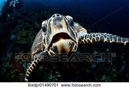 "Hawksbill turtle (Eretmochelys imbricata), Sulawesi, Celebes, Indonesia, Asia" View Large Photo Image Stock Image - "Hawksbill turtle (Eretmochelys imbricata), Sulawesi, Celebes, Indonesia, Asia". Fotosearch