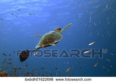 "Hawksbill Turtle (Eretmochelys imbricata), Marsa Alam, Red Sea, Egypt, Africa" View Large Photo Image Stock Photo - "Hawksbill Turtle (Eretmochelys imbricata), Marsa Alam, Red Sea, Egypt, Africa". Fotosearch