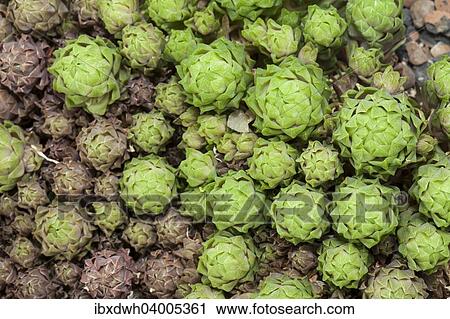 "Haworthia cooperi, Asphodeloideae, native to South Africa" View Large Photo Image Stock Image - "Haworthia cooperi, Asphodeloideae, native to South Africa". Fotosearch