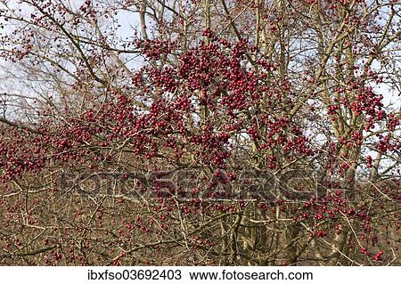 "Hawthorn (Crataegus monogyna) with red fruit, Thuringia, Germany, Europe" View Large Photo Image Stock Image - "Hawthorn (Crataegus monogyna) with red fruit, Thuringia, Germany, Europe". Fotosearch