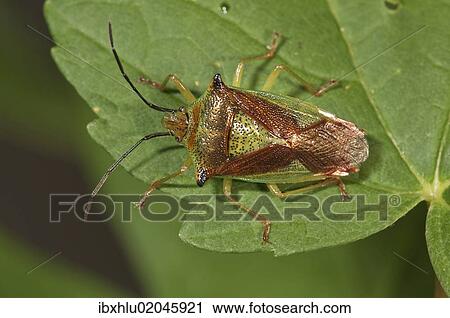 "Hawthorn shield bug (Acanthosoma haemorrhoidale), Untergroeningen, Baden-Wuerttemberg, Germany, Europe" View Large Photo Image Stock Image - "Hawthorn shield bug (Acanthosoma haemorrhoidale), Untergroeningen, Baden-Wuerttemberg, Germany, Europe". Fotosearch