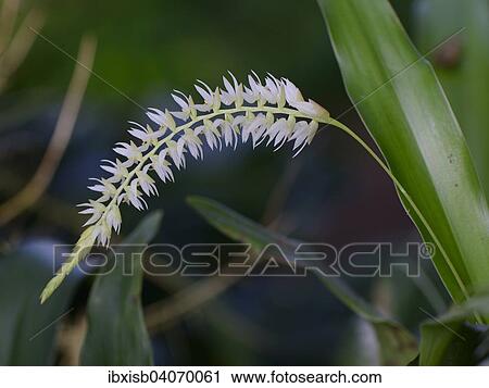 Stock Image - Hay-scented Orchid (Dendrochilum glumaceum). Fotosearch