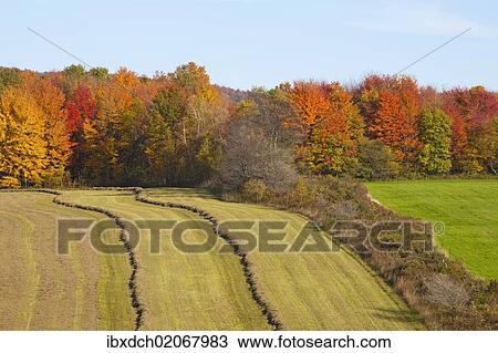 "Hayfield being harvested in autumn, Abercorn, Quebec, Canada, North America" View Large Photo Image Stock Image - "Hayfield being harvested in autumn, Abercorn, Quebec, Canada, North America". Fotosearch