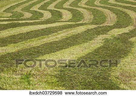 "Hayfield raked in geometric patterns, Compton, Eastern Townships, Quebec Province, Canada, North America" View Large Photo Image Stock Photo - "Hayfield raked in geometric patterns, Compton, Eastern Townships, Quebec Province, Canada, North America". Fotosearch