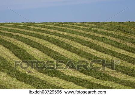 Stock Photograph - "Hayfield raked in geometric patterns, Compton, Eastern Townships, Quebec Province, Canada, North America". Fotosearch