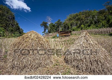 "Haystacks, straw, harvested cornfields Soppong or Pang Mapha area, Northern Thailand, Thailand, Asia" View Large Photo Image Picture - "Haystacks, straw, harvested cornfields Soppong or Pang Mapha area, Northern Thailand, Thailand, Asia". Fotosearch