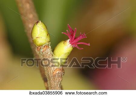 "Hazel (Corylus avellana), branch with a female flower, North Rhine-Westphalia, Germany, Europe" View Large Photo Image Stock Photograph - "Hazel (Corylus avellana), branch with a female flower, North Rhine-Westphalia, Germany, Europe". Fotosearch