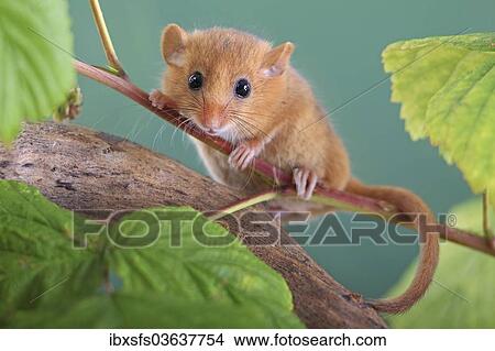"Hazel Dormouse, Common Dormouse (Muscardinus avellanarius), Oberbiel, Solms, Hesse, Germany, Europe" View Large Photo Image Picture - "Hazel Dormouse, Common Dormouse (Muscardinus avellanarius), Oberbiel, Solms, Hesse, Germany, Europe". Fotosearch
