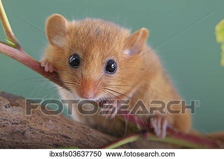 "Hazel Dormouse, Common Dormouse (Muscardinus avellanarius), Oberbiel, Solms, Hesse, Germany, Europe" View Large Photo Image Stock Image - "Hazel Dormouse, Common Dormouse (Muscardinus avellanarius), Oberbiel, Solms, Hesse, Germany, Europe". Fotosearch
