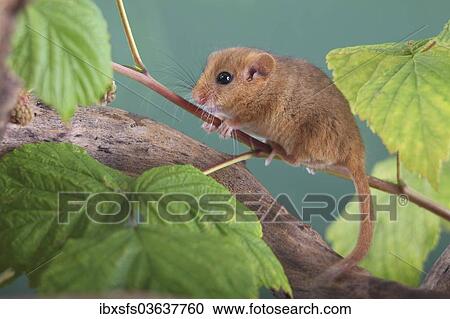 "Hazel Dormouse, Common Dormouse (Muscardinus avellanarius), young, Oberbiel, Solms, Hesse, Germany, Europe" View Large Photo Image Stock Image - "Hazel Dormouse, Common Dormouse (Muscardinus avellanarius), young, Oberbiel, Solms, Hesse, Germany, Europe". Fotosearch