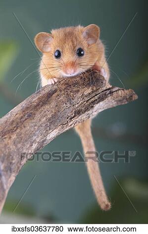 "Hazel Dormouse, Common Dormouse (Muscardinus avellanarius), Oberbiel, Solms, Hesse, Germany, Europe" View Large Photo Image Stock Image - "Hazel Dormouse, Common Dormouse (Muscardinus avellanarius), Oberbiel, Solms, Hesse, Germany, Europe". Fotosearch
