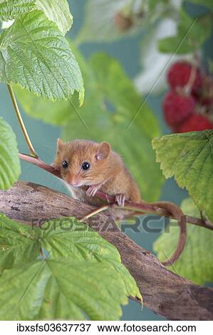 "Hazel Dormouse, Common Dormouse (Muscardinus avellanarius) sitting in a raspberry bush, Oberbiel, Solms, Hesse, Germany, Europe" View Large Photo Image Stock Photo - "Hazel Dormouse, Common Dormouse (Muscardinus avellanarius) sitting in a raspberry bush, Oberbiel, Solms, Hesse, Germany, Europe". Fotosearch