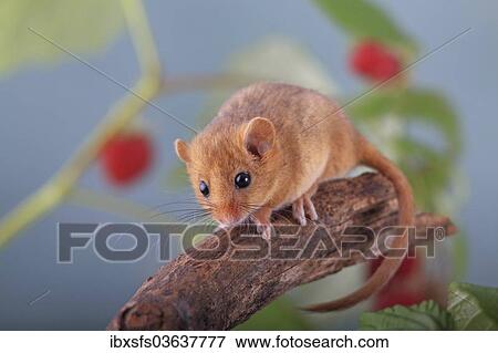 "Hazel Dormouse, Common Dormouse (Muscardinus avellanarius) sitting in a raspberry bush, Oberbiel, Solms, Hesse, Germany, Europe" View Large Photo Image Stock Photo - "Hazel Dormouse, Common Dormouse (Muscardinus avellanarius) sitting in a raspberry bush, Oberbiel, Solms, Hesse, Germany, Europe". Fotosearch