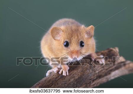 "Hazel Dormouse, Common Dormouse (Muscardinus avellanarius), Oberbiel, Solms, Hesse, Germany, Europe" View Large Photo Image Stock Photography - "Hazel Dormouse, Common Dormouse (Muscardinus avellanarius), Oberbiel, Solms, Hesse, Germany, Europe". Fotosearch