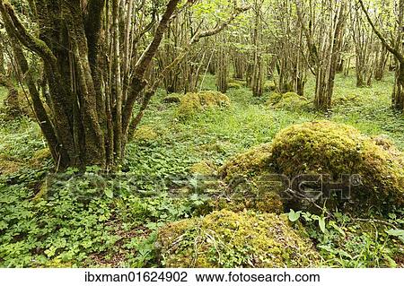 "Hazel woods, Burren National Park, County Clare, Ireland, Europe" View Large Photo Image Stock Image - "Hazel woods, Burren National Park, County Clare, Ireland, Europe". Fotosearch