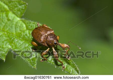 Stock Image - "Hazelnut weevil (Curculio nucum) on leaf, Germany, Europe". Fotosearch