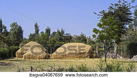 "Heaps of straw from the Williams lovegrass (Eragrostis tef), Arsi region, Oromia, Ethiopia, Africa" View Large Photo Image Stock Photo - "Heaps of straw from the Williams lovegrass (Eragrostis tef), Arsi region, Oromia, Ethiopia, Africa". Fotosearch