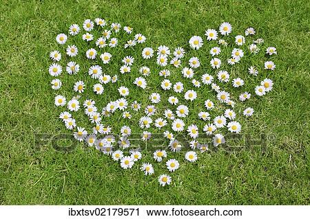Heart made of daisies on lawn View Large Photo Image Stock Image - Heart made of daisies on lawn. Fotosearch