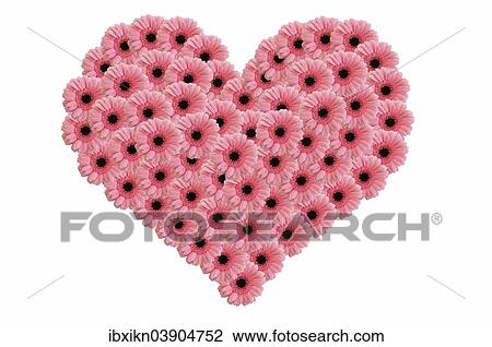Heart made of pink gerbera flowers View Large Photo Image Stock Image - Heart made of pink gerbera flowers. Fotosearch