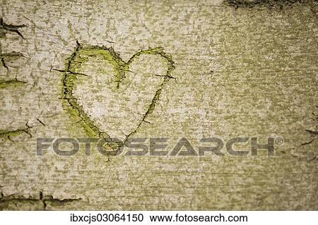 "Heart symbol carved into the bark of a beech tree, Cologne, Rhineland, North Rhine-Westphalia, Germany, Europe" View Large Photo Image Stock Image - "Heart symbol carved into the bark of a beech tree, Cologne, Rhineland, North Rhine-Westphalia, Germany, Europe". Fotosearch