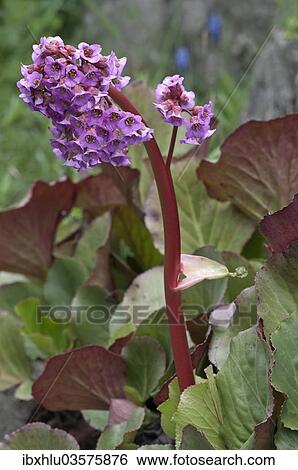 "Heartleaf Bergenia (Bergenia cordifolia), Untergroningen, Abtsgmuend, Baden-Wurttemberg, Germany, Europe" View Large Photo Image Stock Photograph - "Heartleaf Bergenia (Bergenia cordifolia), Untergroningen, Abtsgmuend, Baden-Wurttemberg, Germany, Europe". Fotosearch