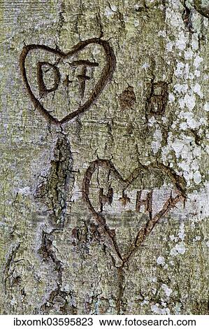 "Hearts with the letters D and F, and H and H, carved into a tree bark, Bavaria, Germany, Europe" View Large Photo Image Stock Image - "Hearts with the letters D and F, and H and H, carved into a tree bark, Bavaria, Germany, Europe". Fotosearch