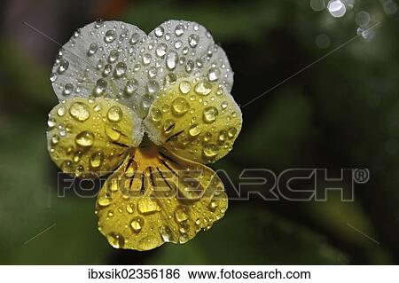 "Heartsease (Viola tricolor), drops of water, close-up" View Large Photo Image Stock Photograph - "Heartsease (Viola tricolor), drops of water, close-up". Fotosearch