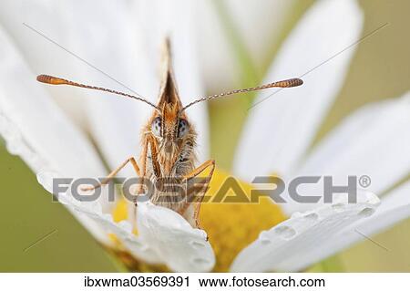 "Heath Fritillary (Melitaea athalia) on an Oxeye Daisy (Leucanthemum vulgare), North Hesse, Hesse, Germany, Europe" View Large Photo Image Stock Image - "Heath Fritillary (Melitaea athalia) on an Oxeye Daisy (Leucanthemum vulgare), North Hesse, Hesse, Germany, Europe". Fotosearch