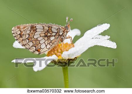 Stock Image - "Heath Fritillary (Melitaea athalia) on an Oxeye Daisy (Leucanthemum vulgare), North Hesse, Hesse, Germany, Europe". Fotosearch