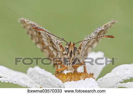 "Heath Fritillary (Melitaea athalia) on an Oxeye Daisy (Leucanthemum vulgare), North Hesse, Hesse, Germany, Europe" View Large Photo Image Stock Image - "Heath Fritillary (Melitaea athalia) on an Oxeye Daisy (Leucanthemum vulgare), North Hesse, Hesse, Germany, Europe". Fotosearch