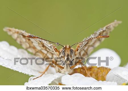 "Heath Fritillary (Melitaea athalia) on an Oxeye Daisy (Leucanthemum vulgare), North Hesse, Hesse, Germany, Europe" View Large Photo Image Stock Photography - "Heath Fritillary (Melitaea athalia) on an Oxeye Daisy (Leucanthemum vulgare), North Hesse, Hesse, Germany, Europe". Fotosearch