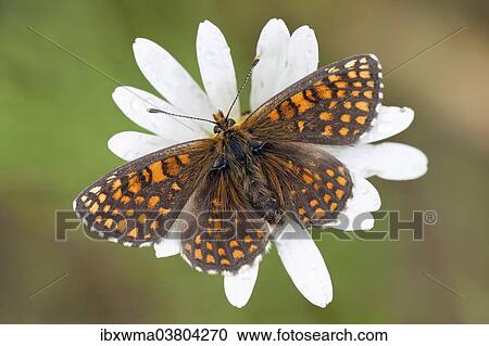 "Heath Fritillary (Melitaea athalia), butterfly perched on an Ox-eye Daisy (Leucanthemum vulgare), North Hesse, Hesse, Germany, Europe" View Large Photo Image Stock Image - "Heath Fritillary (Melitaea athalia), butterfly perched on an Ox-eye Daisy (Leucanthemum vulgare), North Hesse, Hesse, Germany, Europe". Fotosearch