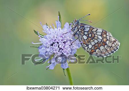 "Heath Fritillary (melitaea athalia) perched on a Field Scabiosa (Knautia arvensis), North Hesse, Hesse, Germany, Europe" View Large Photo Image Stock Image - "Heath Fritillary (melitaea athalia) perched on a Field Scabiosa (Knautia arvensis), North Hesse, Hesse, Germany, Europe". Fotosearch