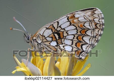 Heath Fritillary (Melitaea athalia) View Large Photo Image Stock Photo - Heath Fritillary (Melitaea athalia). Fotosearch