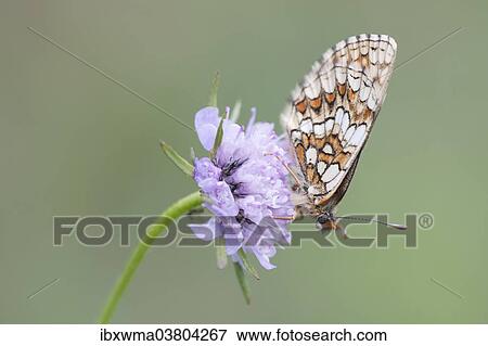 "Heath Fritillary (Melitaea athalia), butterfly perched on a Field Scabiosa (Knautia arvensis), North Hesse, Hesse, Germany, Europe" View Large Photo Image Stock Photo - "Heath Fritillary (Melitaea athalia), butterfly perched on a Field Scabiosa (Knautia arvensis), North Hesse, Hesse, Germany, Europe". Fotosearch