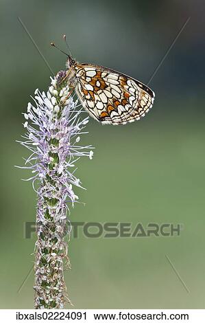 Heath fritillary (Mellicta athalia) on a Hoary Plaintain (Plantago media) View Large Photo Image Stock Image - Heath fritillary (Mellicta athalia) on a Hoary Plaintain (Plantago media). Fotosearch