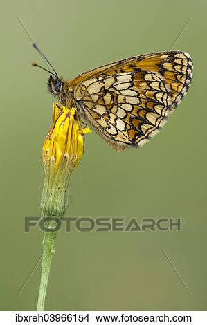 "Heath Fritillary (Mellicta athalia), Burgenland, Austria, Europe" View Large Photo Image Picture - "Heath Fritillary (Mellicta athalia), Burgenland, Austria, Europe". Fotosearch