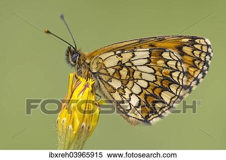 "Heath Fritillary (Mellicta athalia), Burgenland, Austria, Europe" View Large Photo Image Stock Photography - "Heath Fritillary (Mellicta athalia), Burgenland, Austria, Europe". Fotosearch