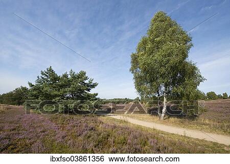 "Heath landscape with flowering Heather (Calluna vulgaris), Wilsede, Luneburg Heath Nature Park, Lower Saxony, Germany, Europe" View Large Photo Image Stock Photograph - "Heath landscape with flowering Heather (Calluna vulgaris), Wilsede, Luneburg Heath Nature Park, Lower Saxony, Germany, Europe". Fotosearch